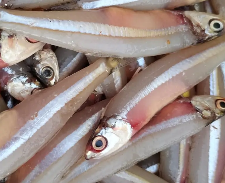 നത്തോലി (Anchovy)